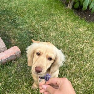 Meet your Posher, Yovela